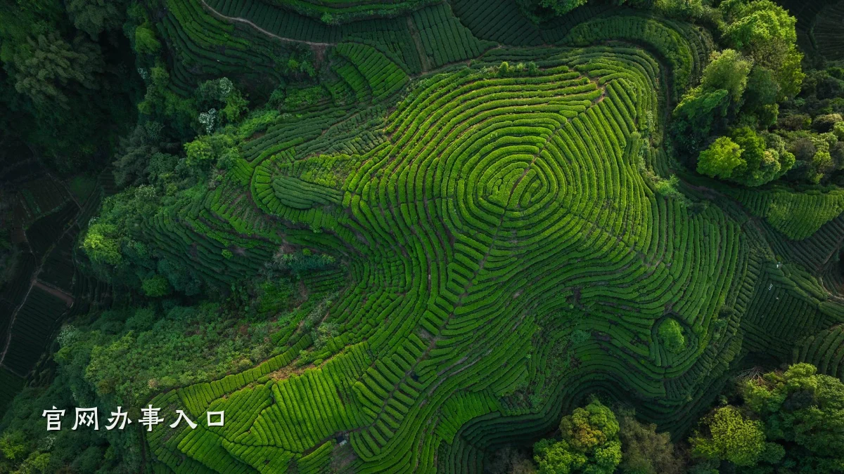 官网办事入口