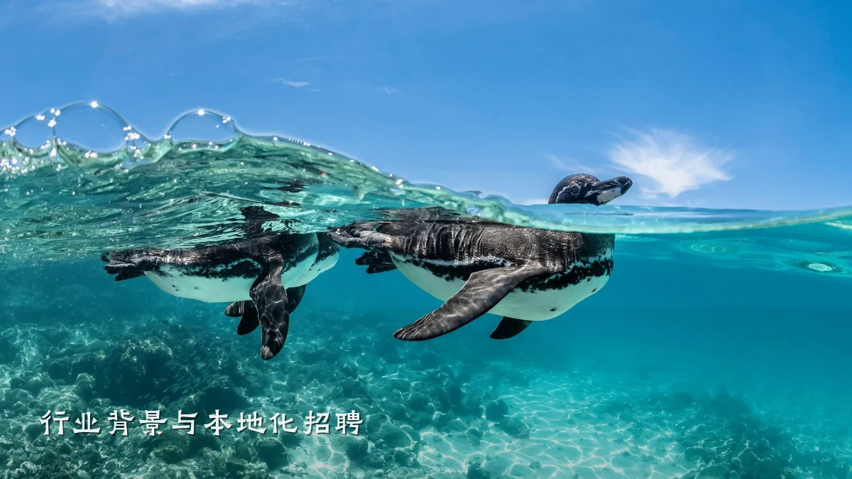 行业背景与本地化招聘