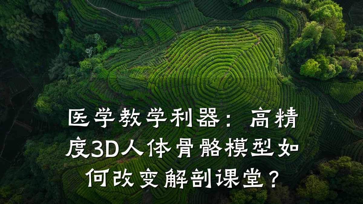 医学教学利器:高精度3D人体骨骼模型如何改变解剖课堂?