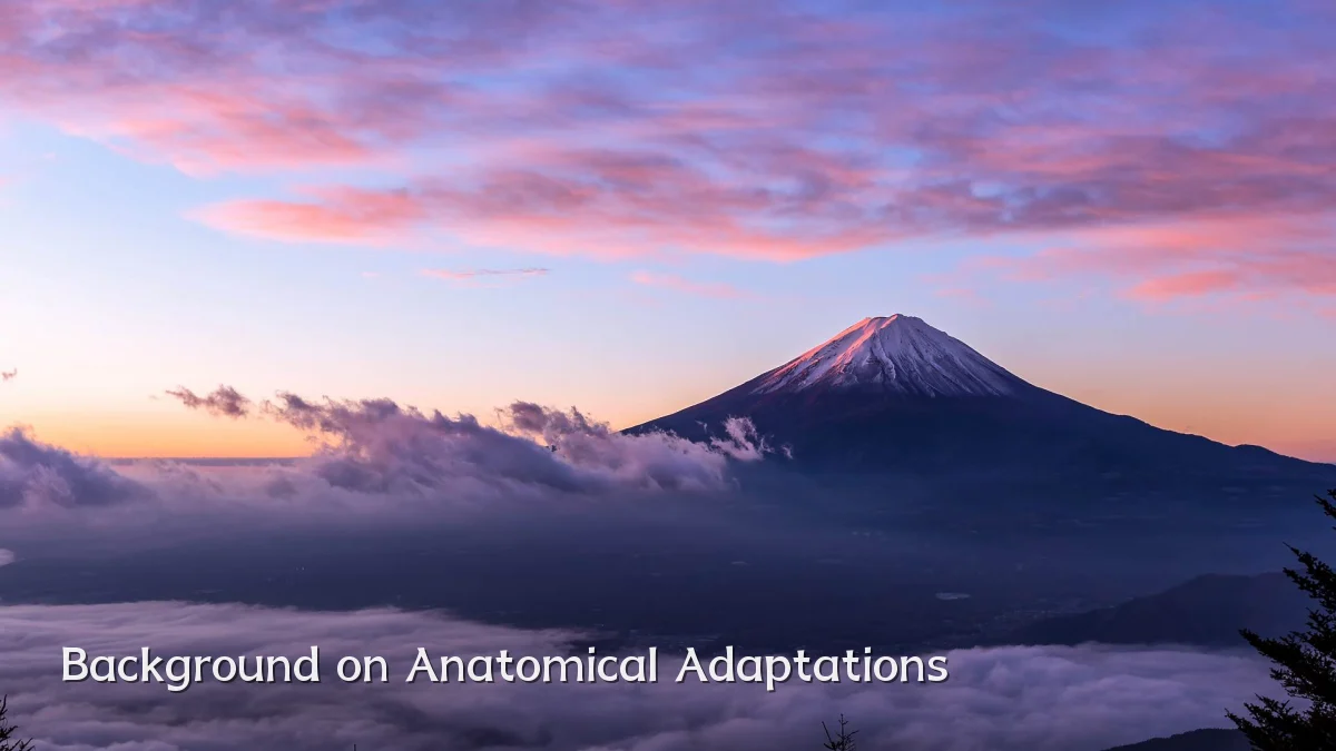 Background on Anatomical Adaptations