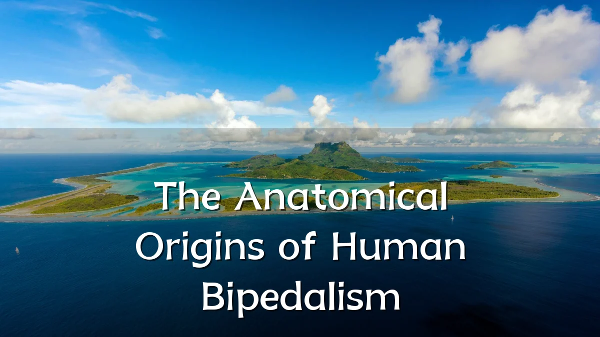 The Anatomical Origins of Human Bipedalism